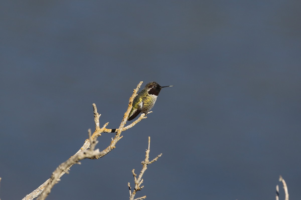 Anna's Hummingbird - ML613146720