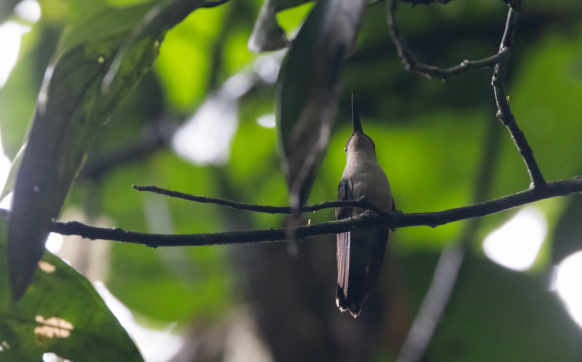 kolibřík nymfový - ML613146750