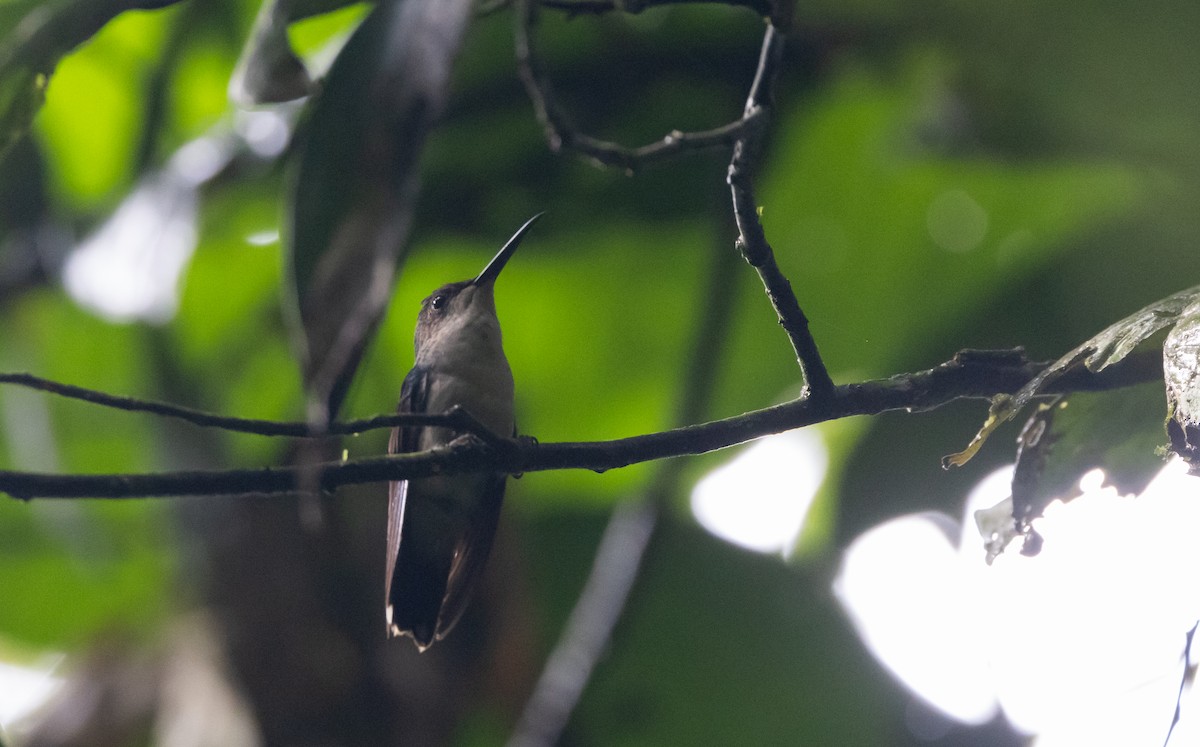 kolibřík nymfový - ML613146751