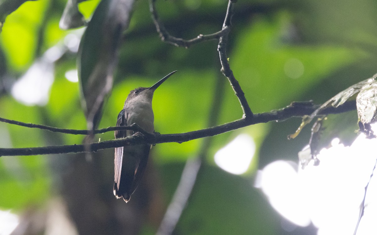 kolibřík nymfový - ML613146752
