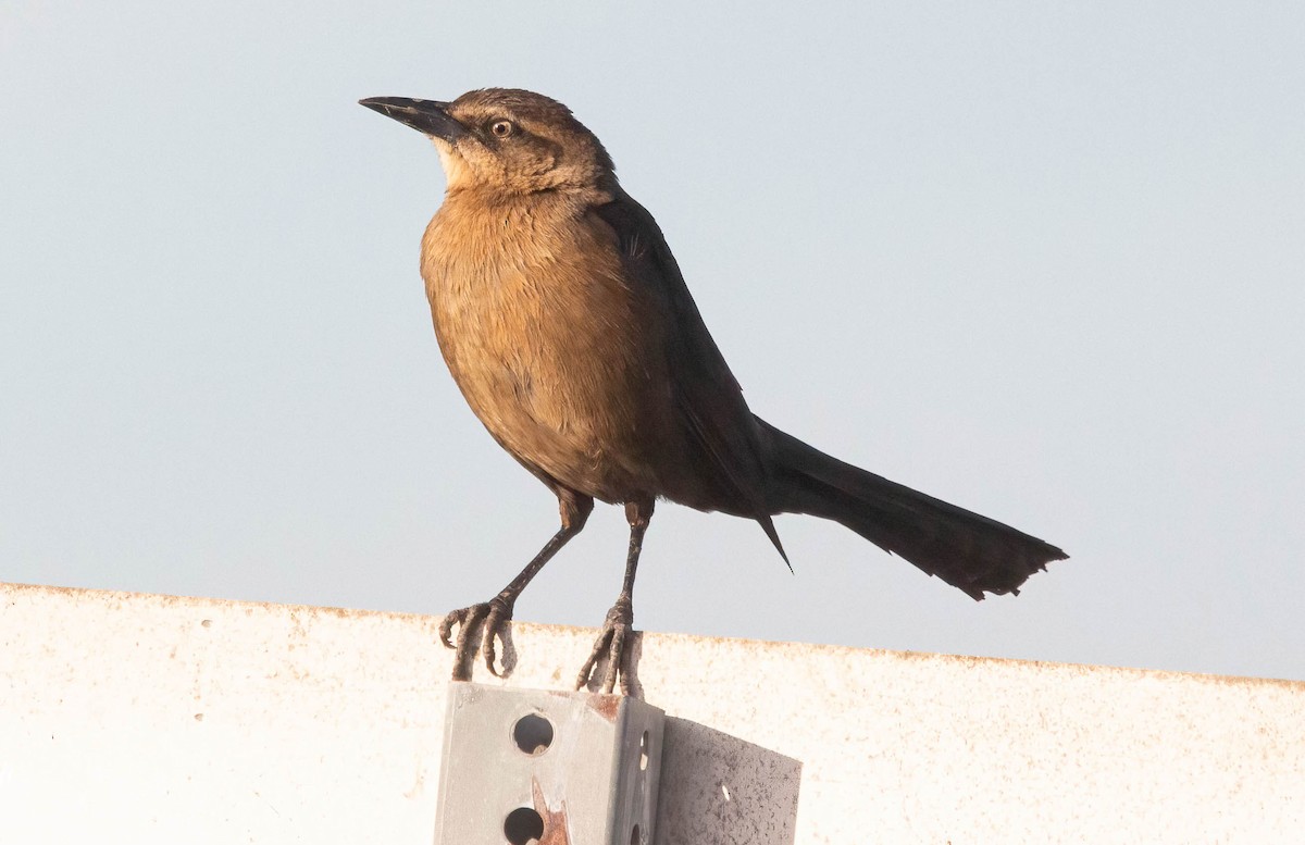 Great-tailed Grackle - ML613146779