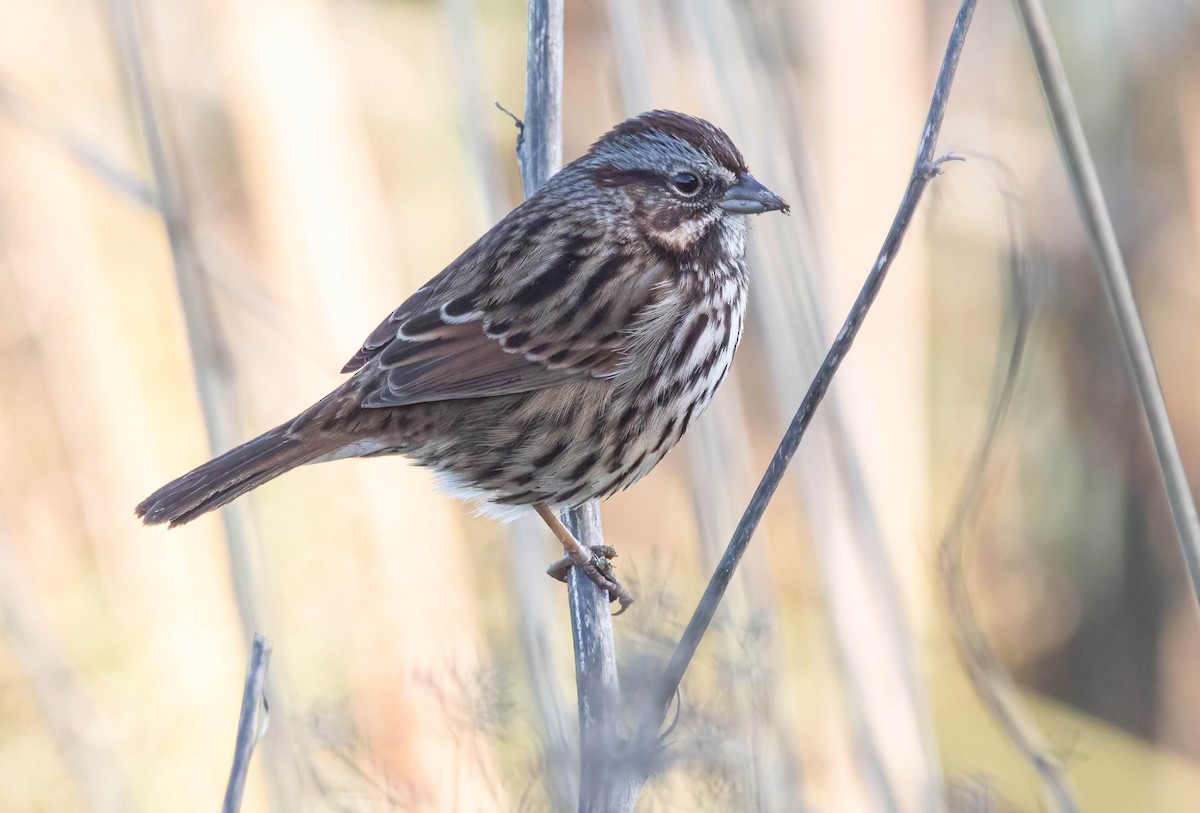 Song Sparrow - ML613146788