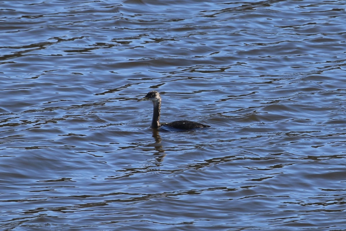 Red-necked Grebe - ML613146818
