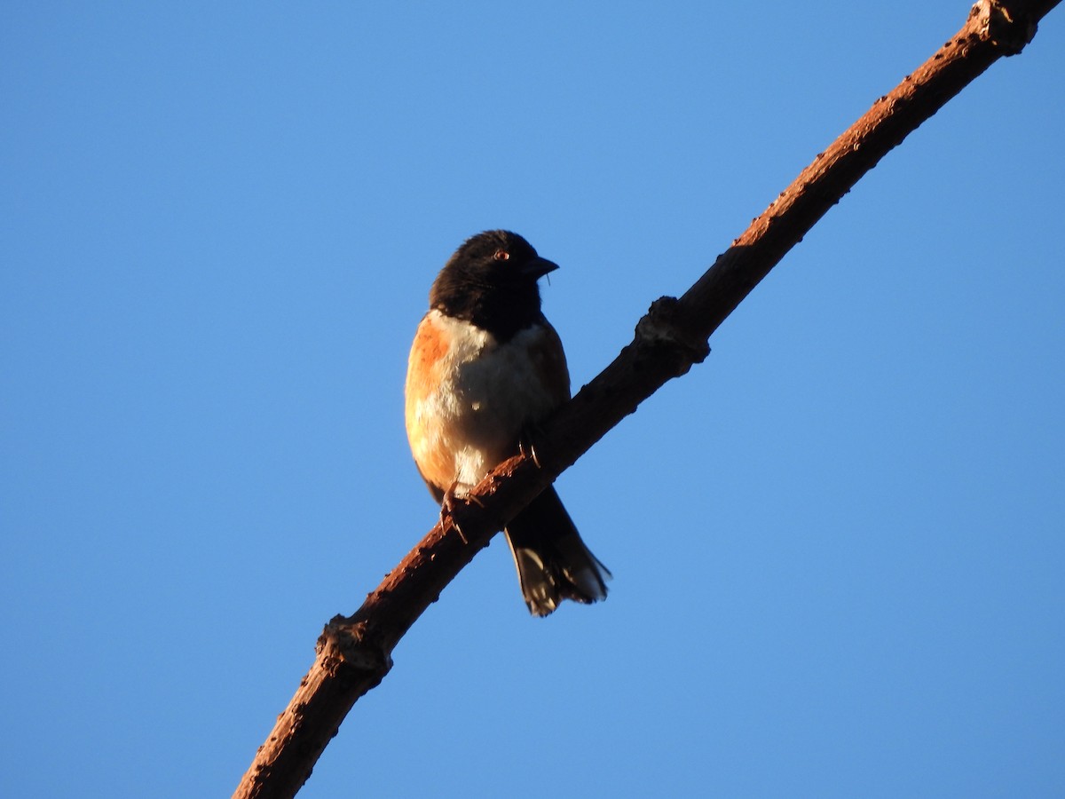 Spotted Towhee - ML613146875
