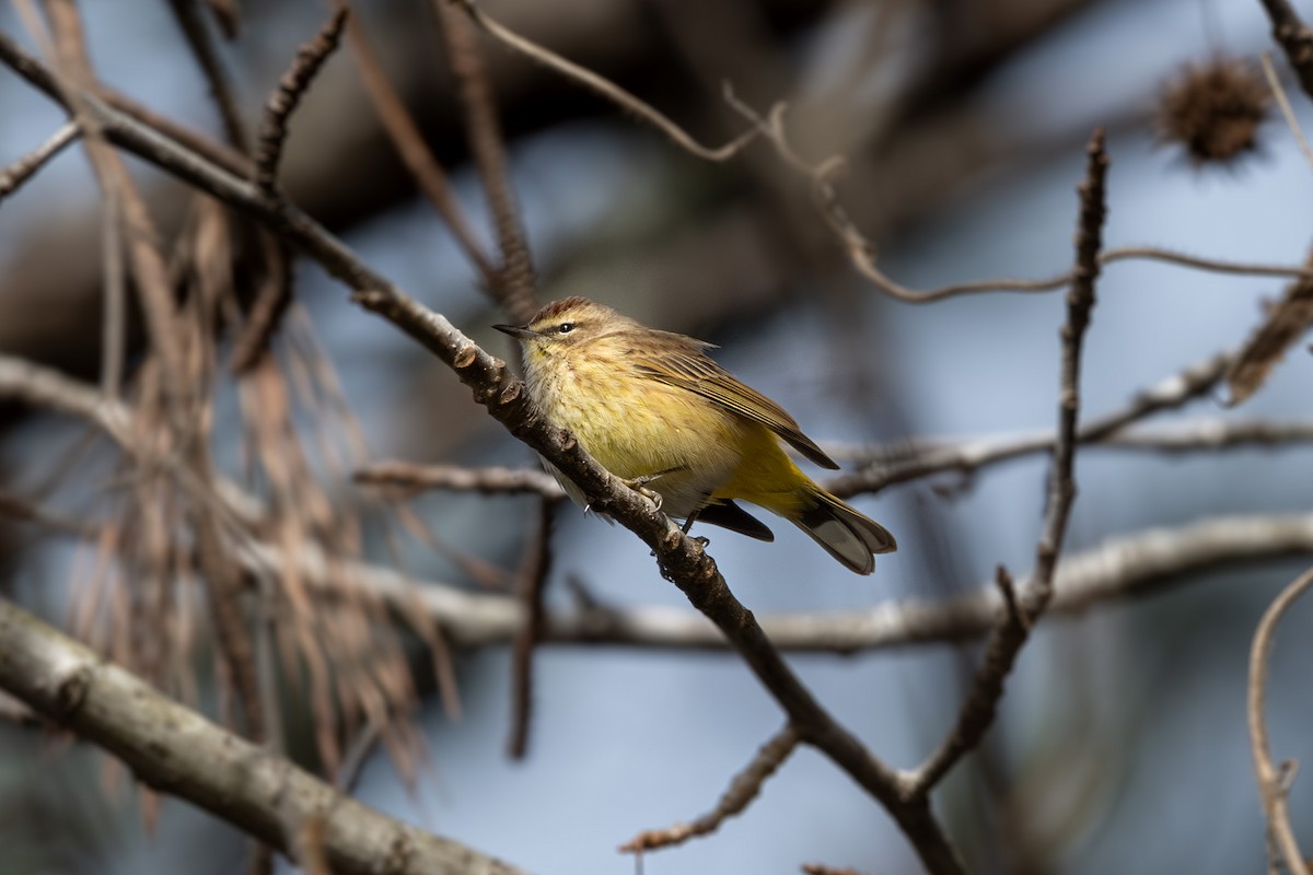 Palm Warbler - Doug Norwood