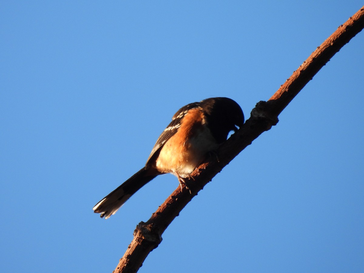 Spotted Towhee - ML613146894