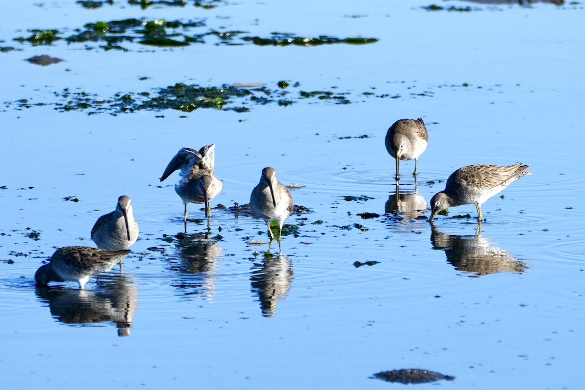 Long-billed Dowitcher - ML613146906