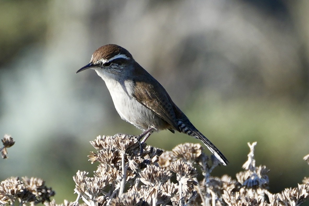 Bewick's Wren - ML613146988