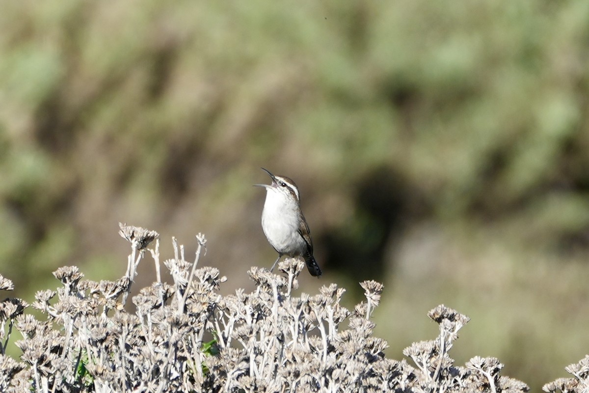 Bewick's Wren - ML613146989