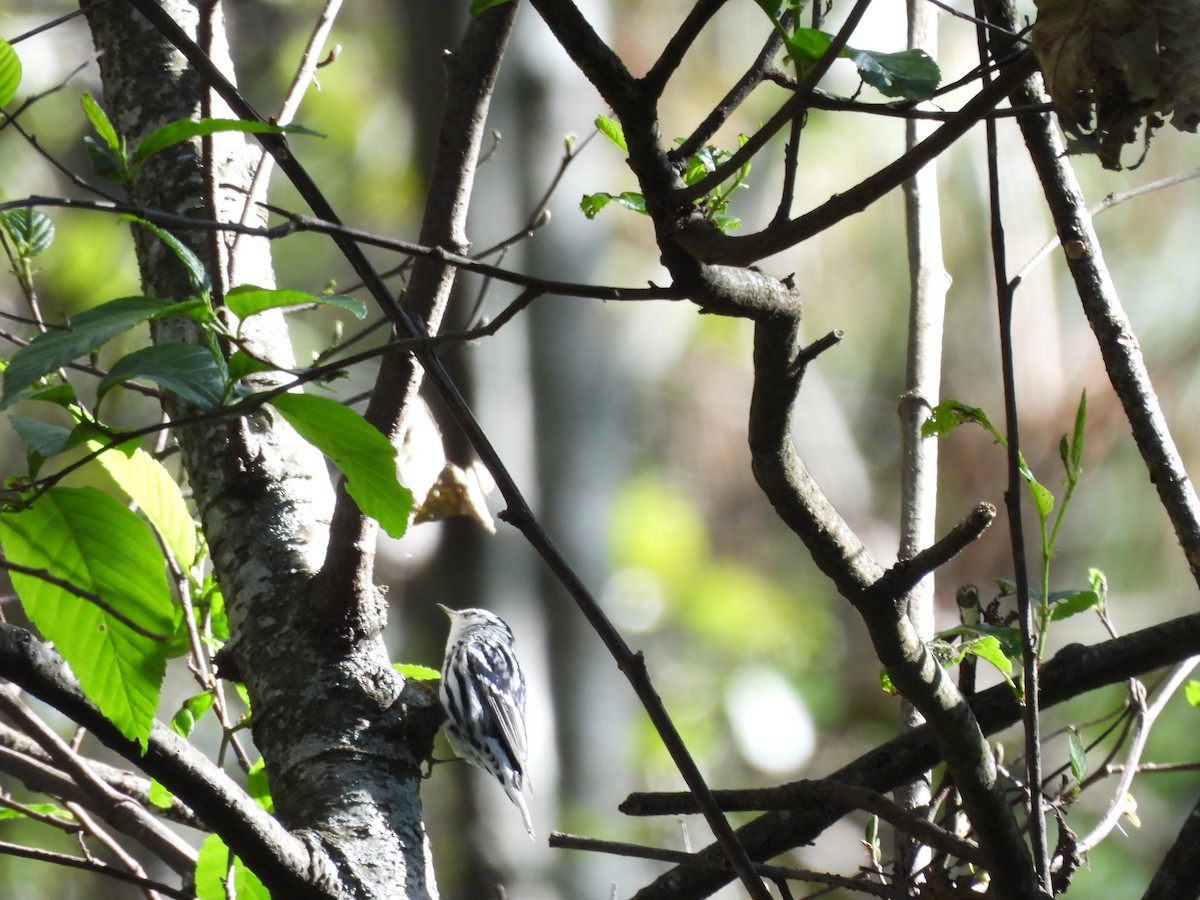 Black-and-white Warbler - ML613147074