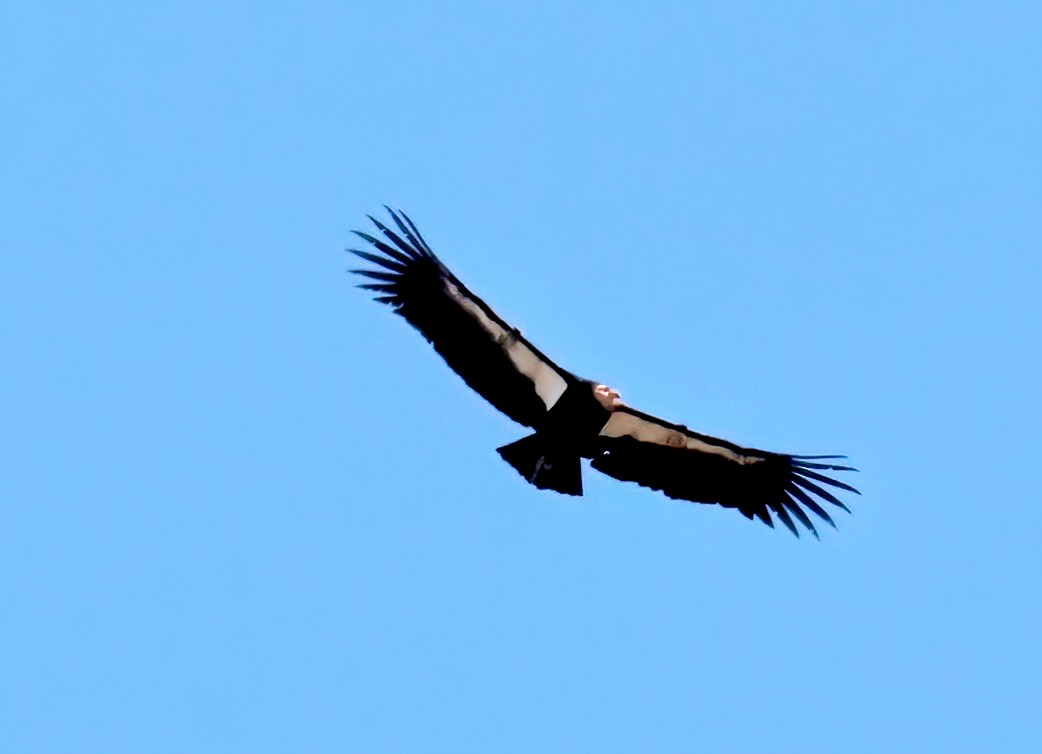 Condor de Californie - ML613147079