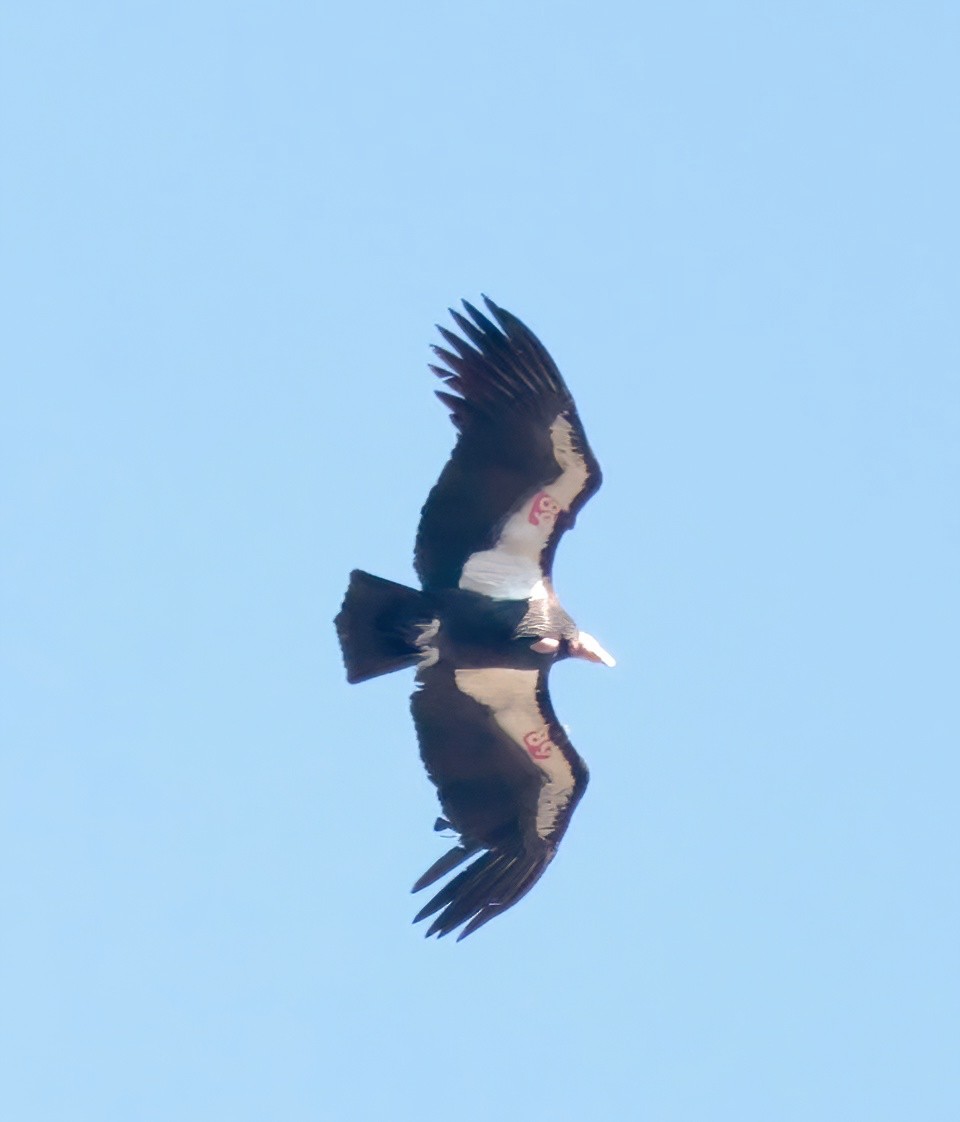 California Condor - ML613147080