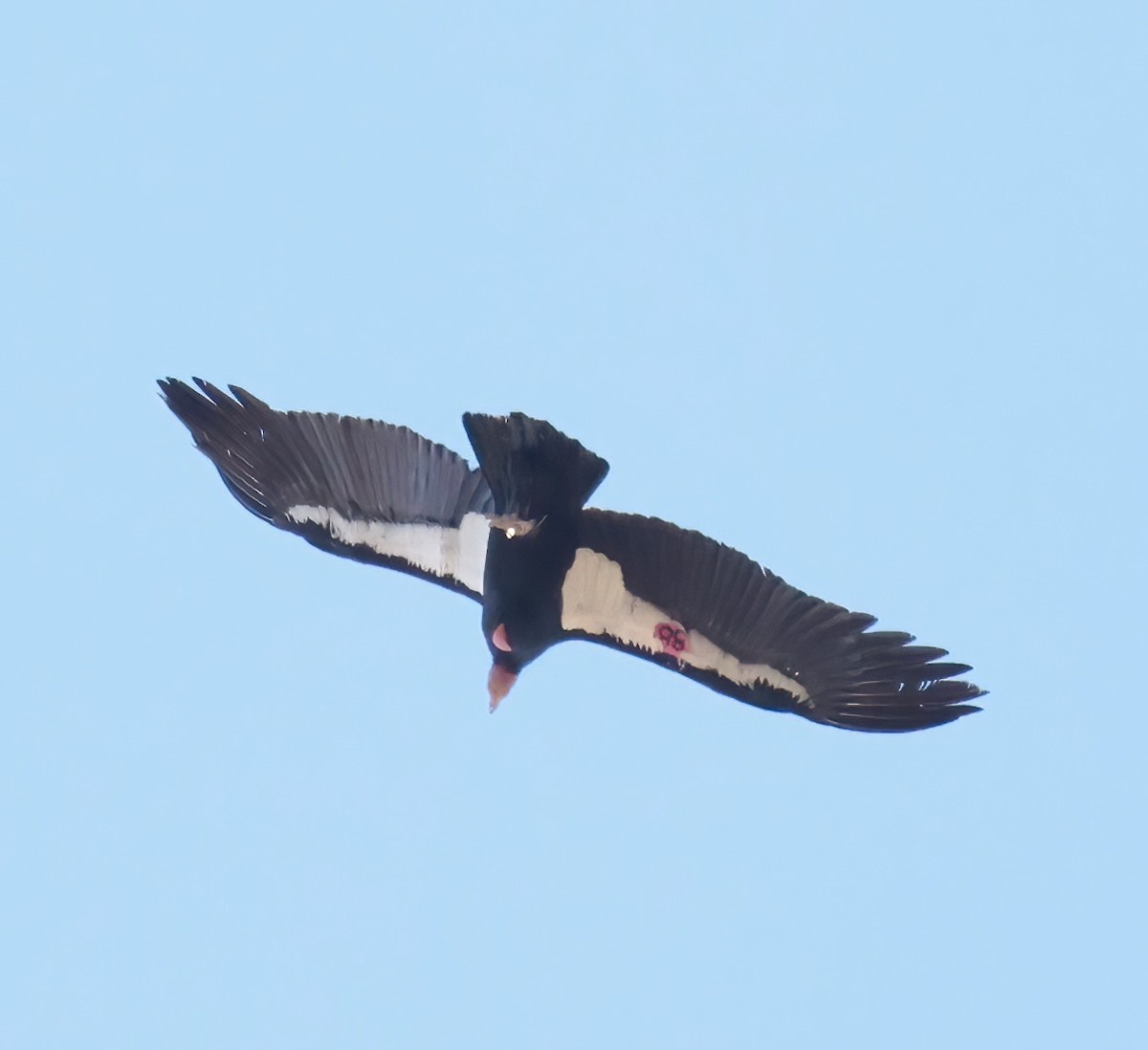 Condor de Californie - ML613147081