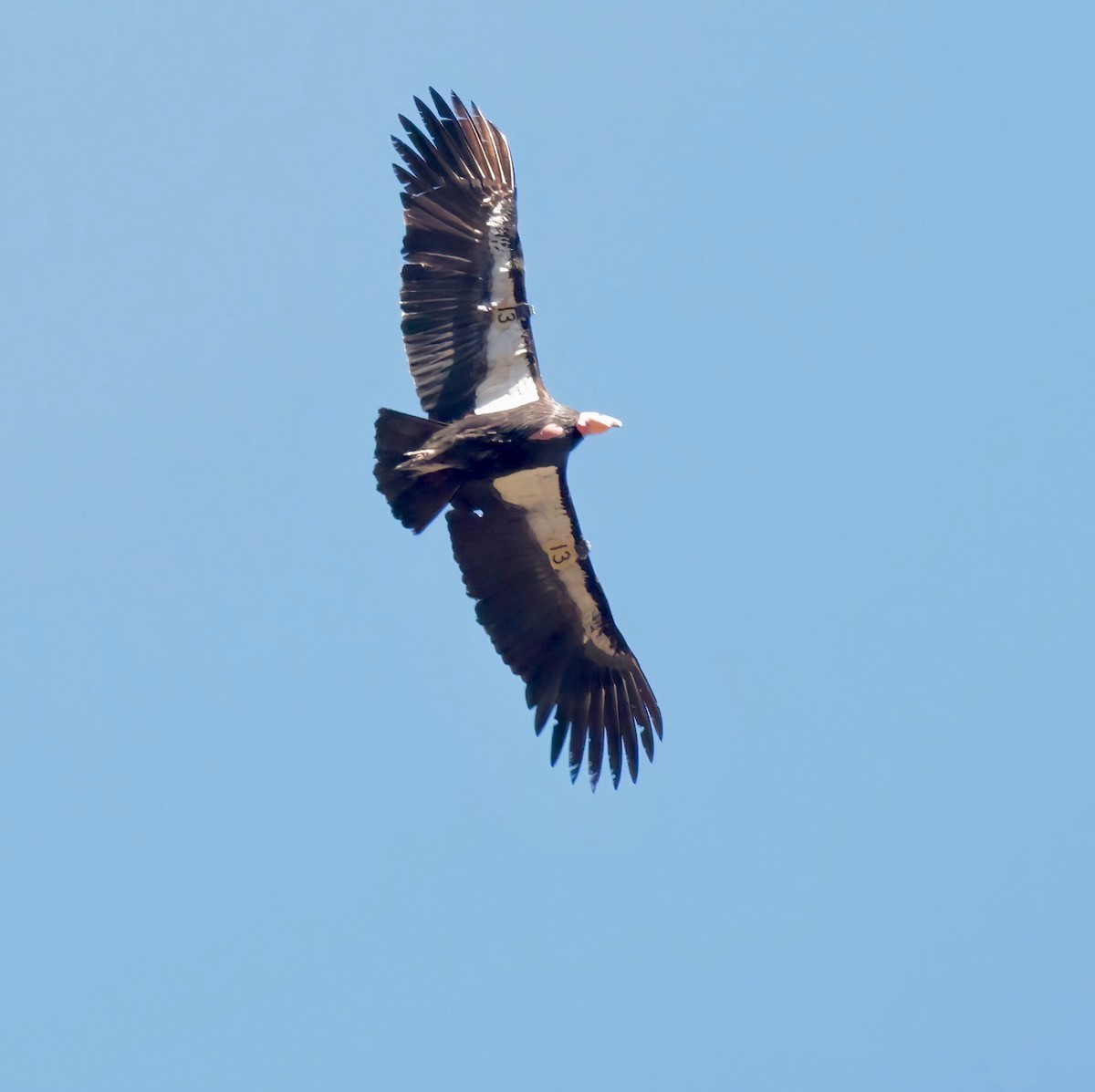 Condor de Californie - ML613147082