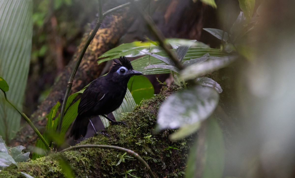 Sooty Antbird - ML613147119