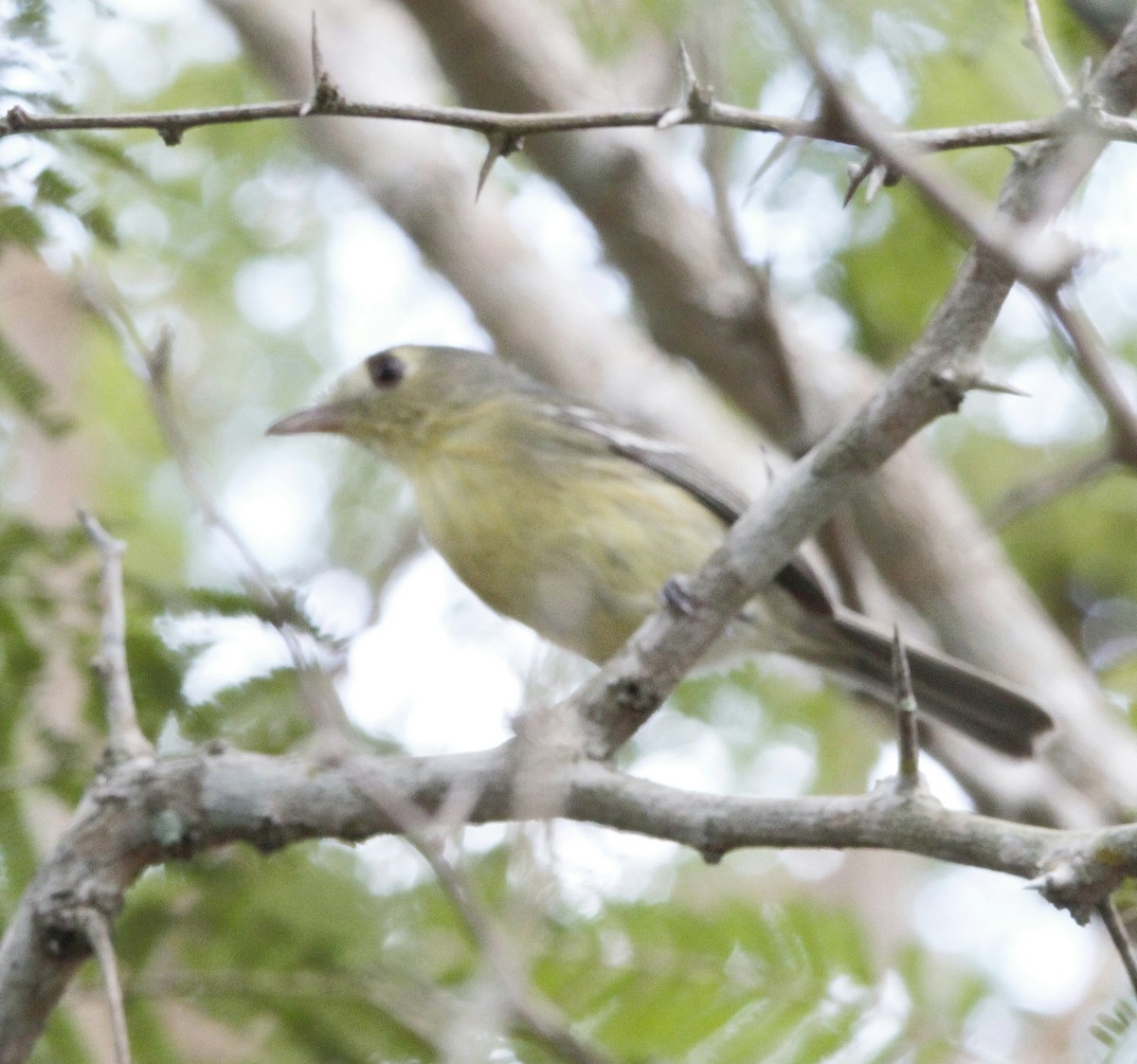 Cuban Vireo - ML613147275