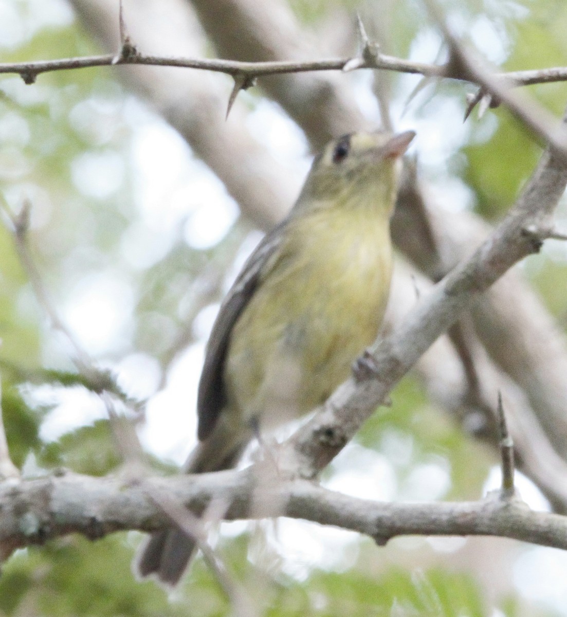 Cuban Vireo - ML613147276