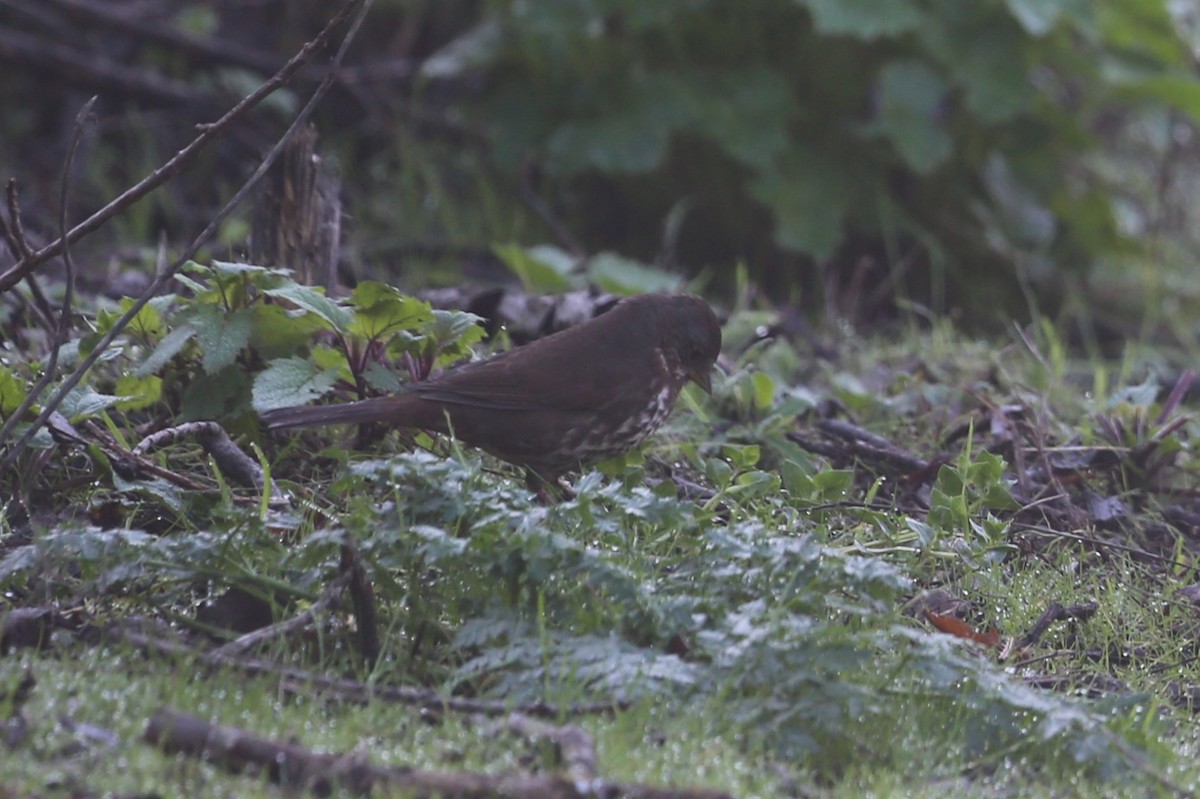 Fox Sparrow - ML613147305