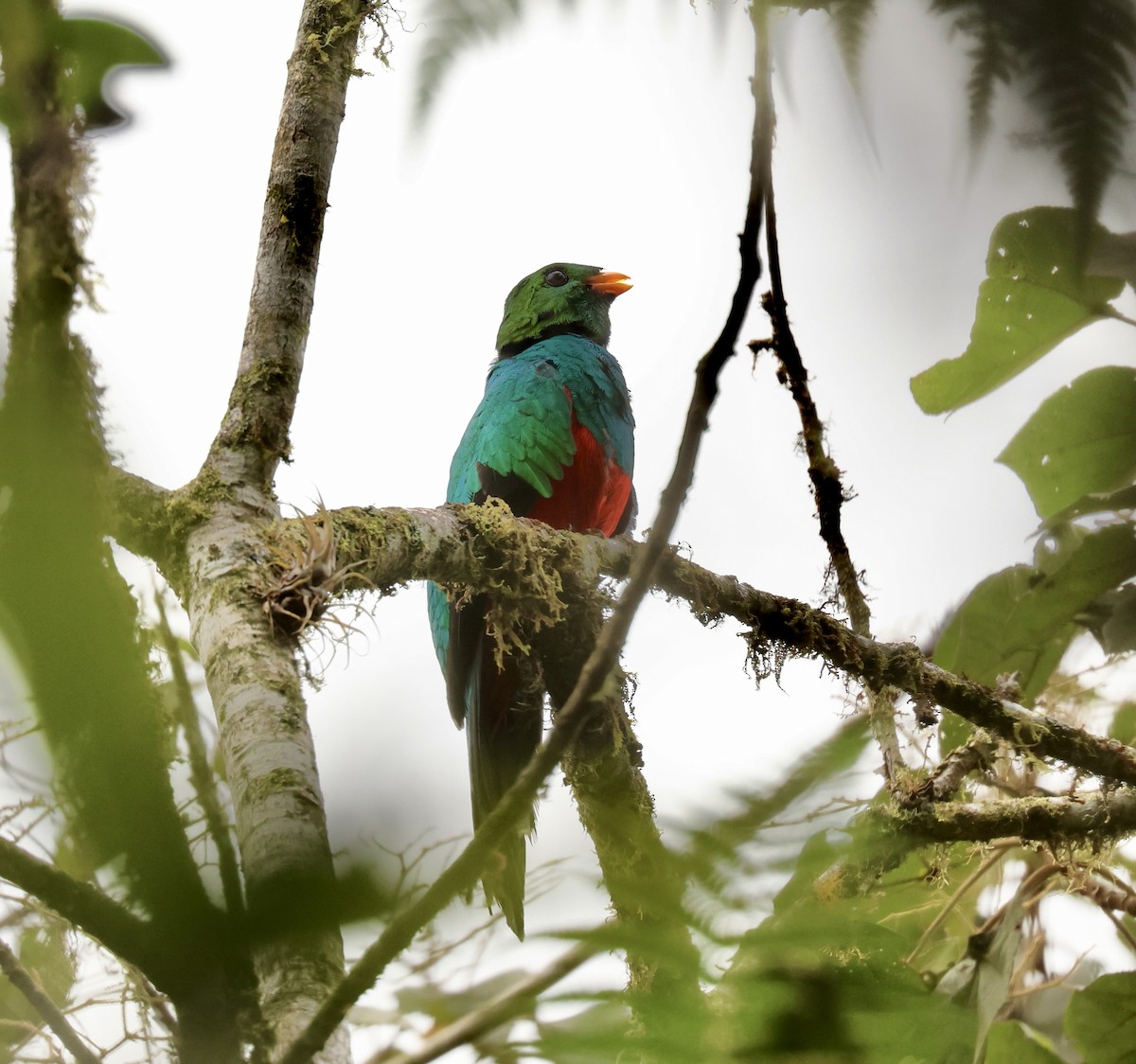 Golden-headed Quetzal - ML613147321