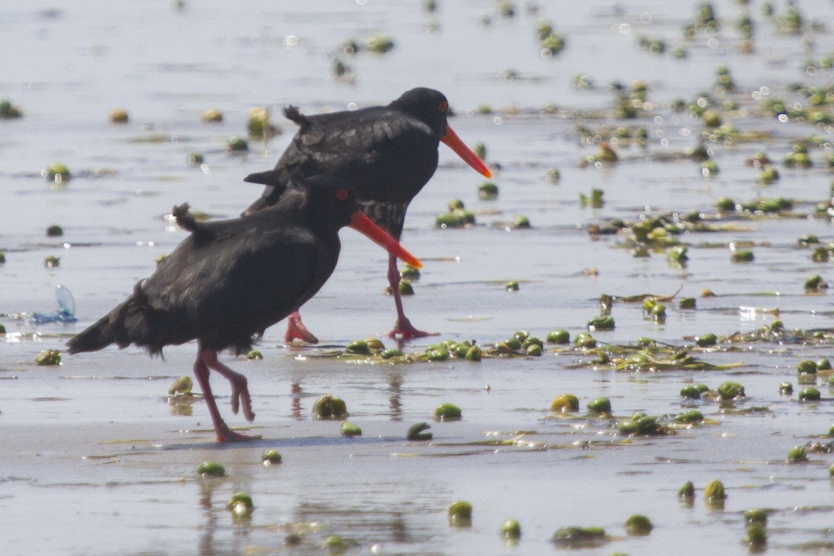 Variable Oystercatcher - ML613147335