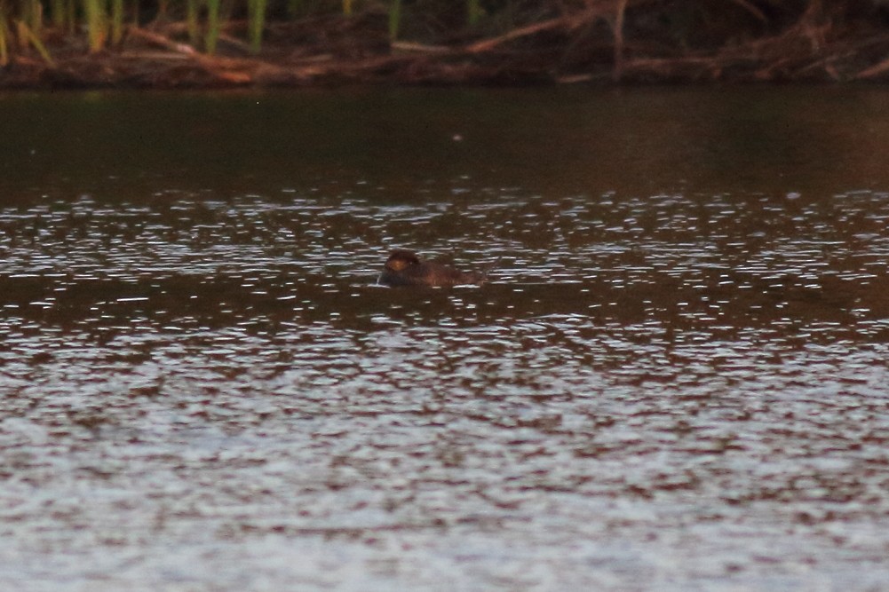 Musk Duck - ML613147385