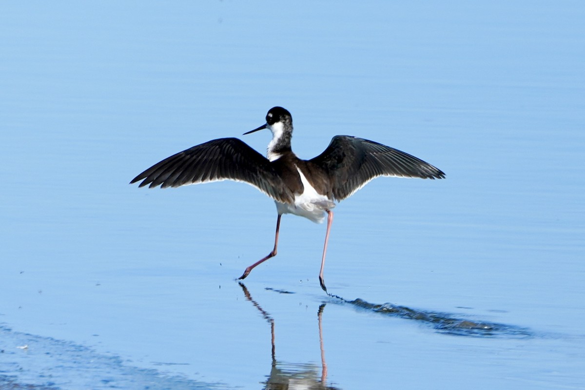 Black-necked Stilt - Kevin Waggoner