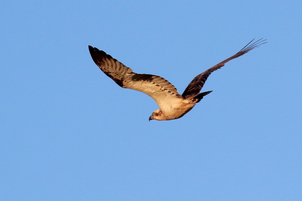 Osprey (Australasian) - ML613147396