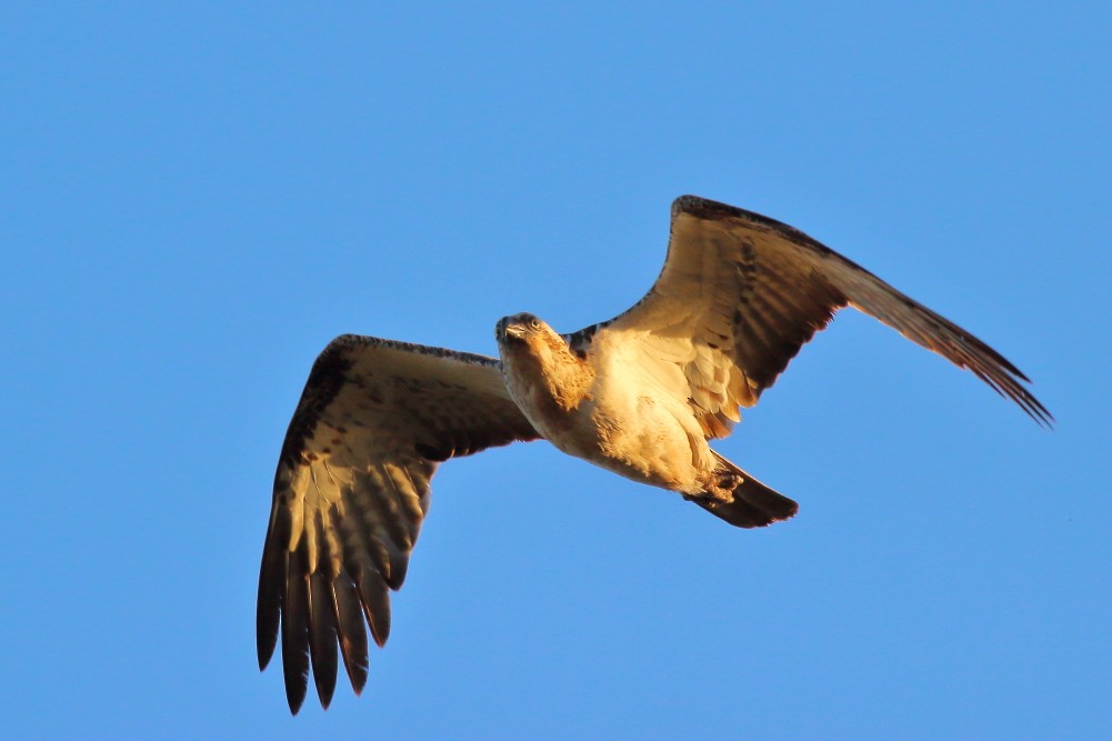 Osprey (Australasian) - ML613147397