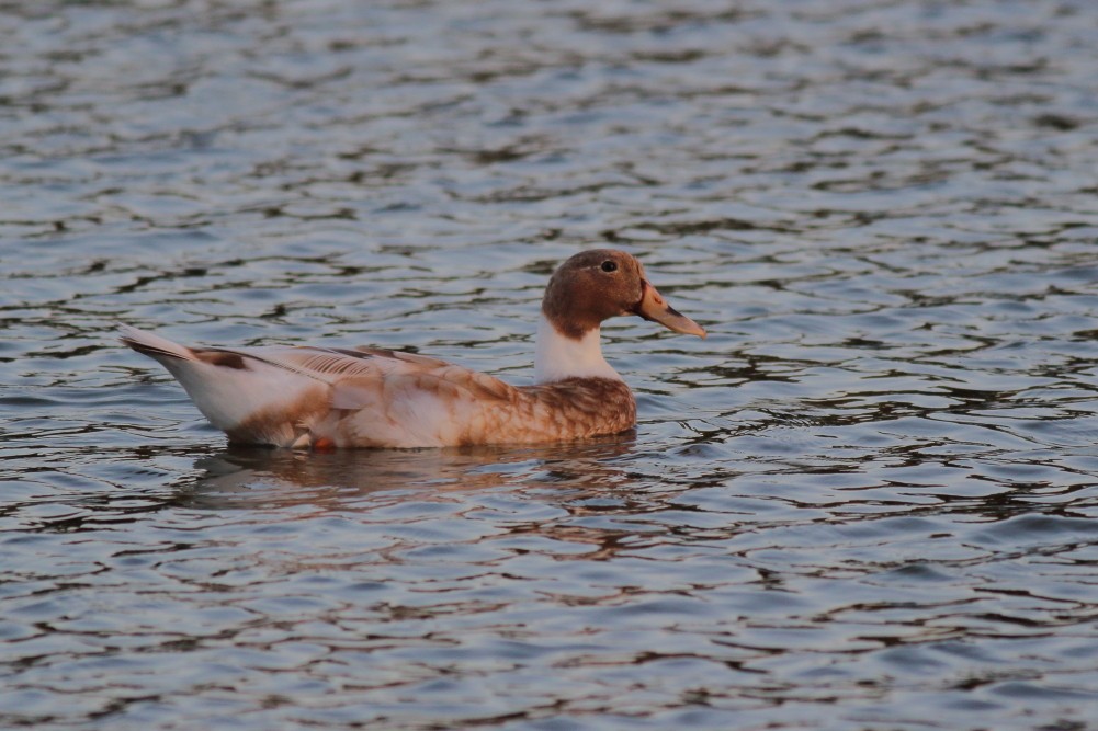 Mallard (Domestic type) - ML613147403