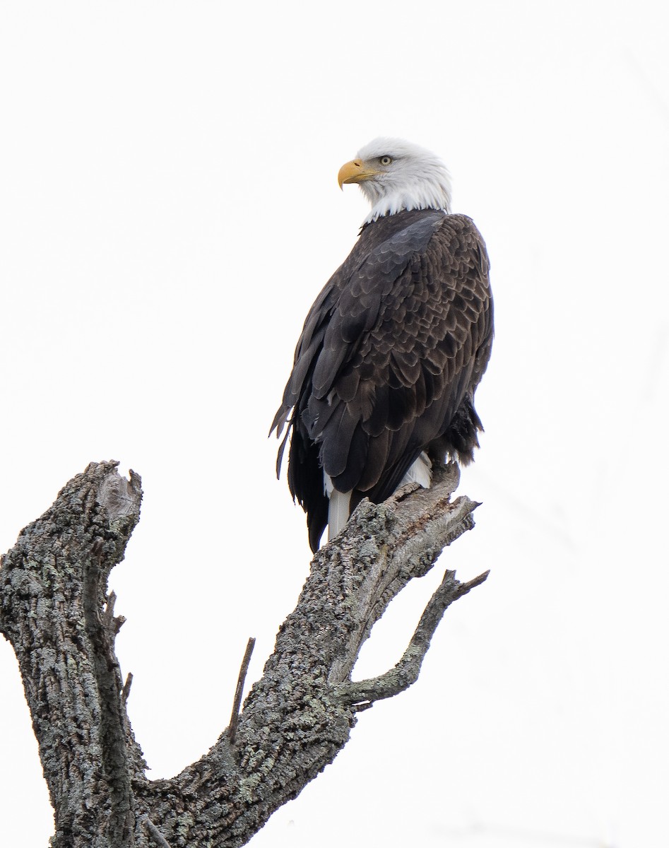 Bald Eagle - ML613147449