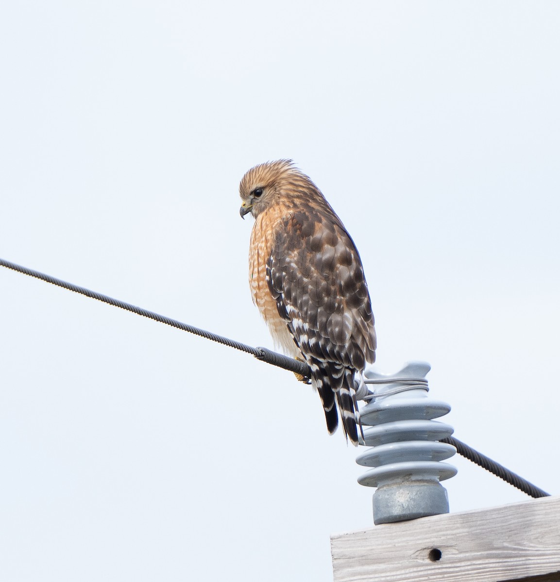 Red-shouldered Hawk - ML613147454