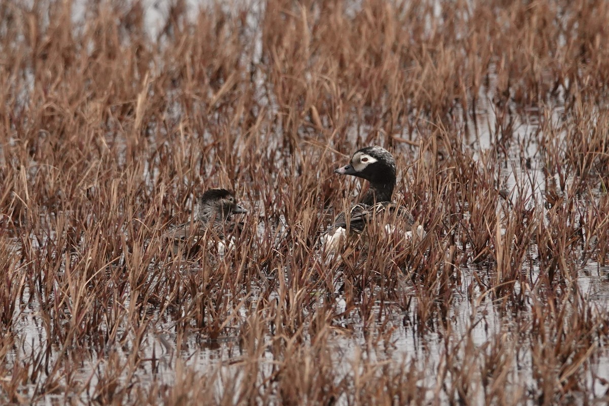 Long-tailed Duck - ML613147496