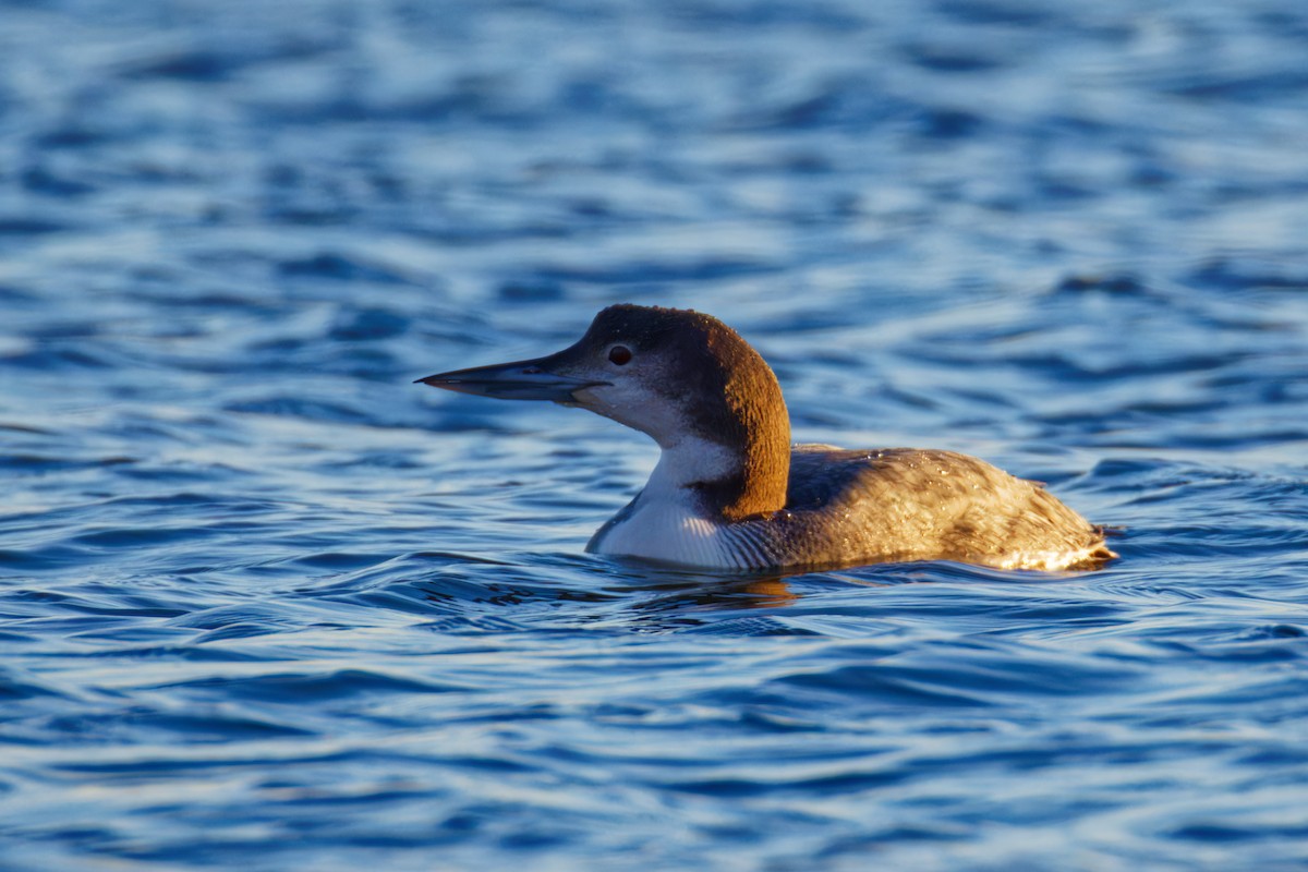 Common Loon - Ruogu Li