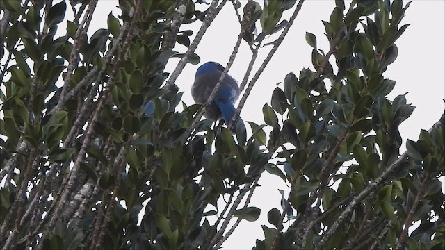 California Scrub-Jay - ML613147551