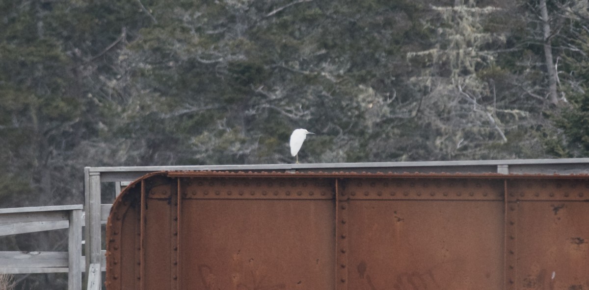 Snowy Egret - ML613147696