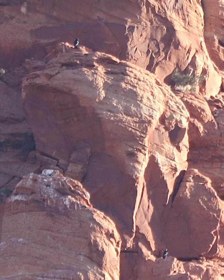 California Condor - Gregg Goodrich