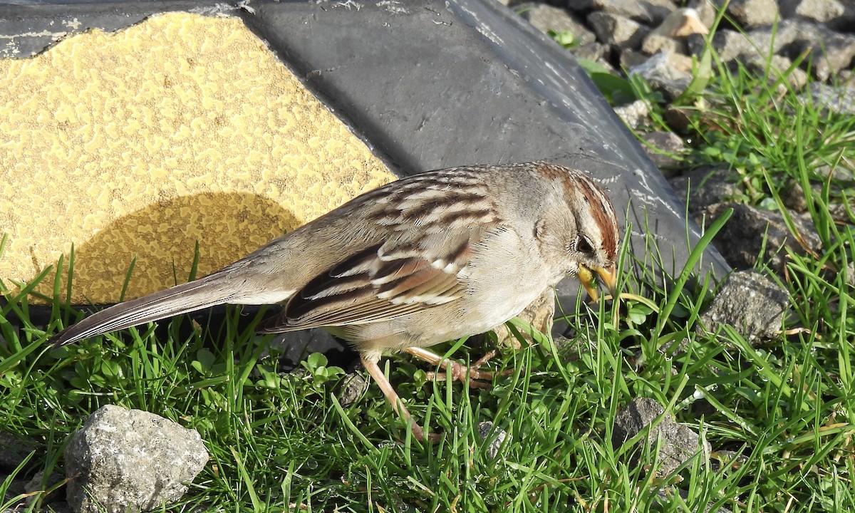 White-crowned Sparrow - ML613147816