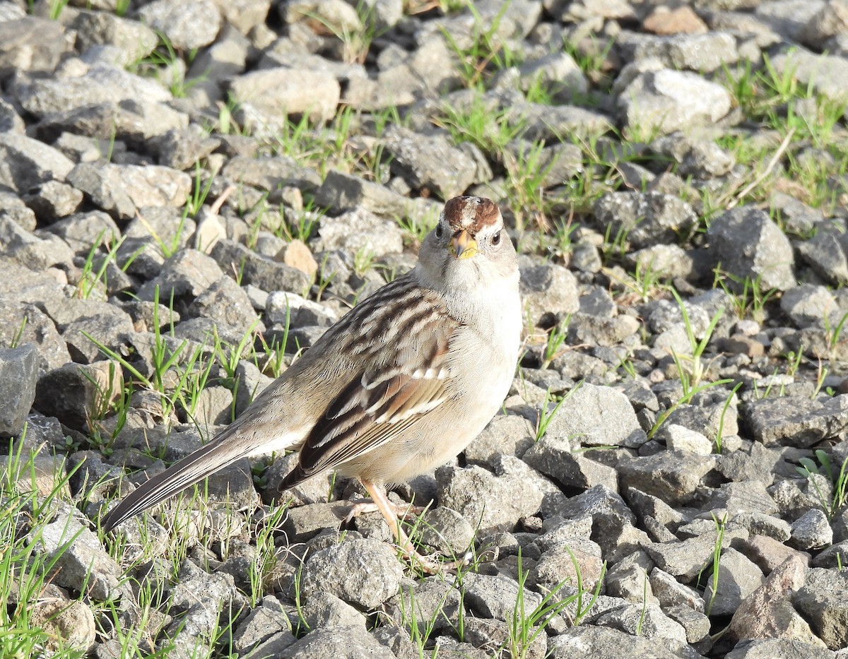 White-crowned Sparrow - ML613147832