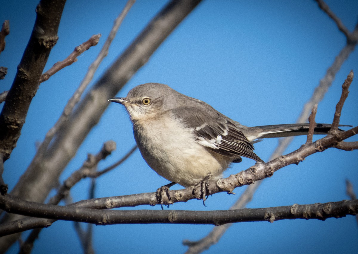 Northern Mockingbird - ML613147884