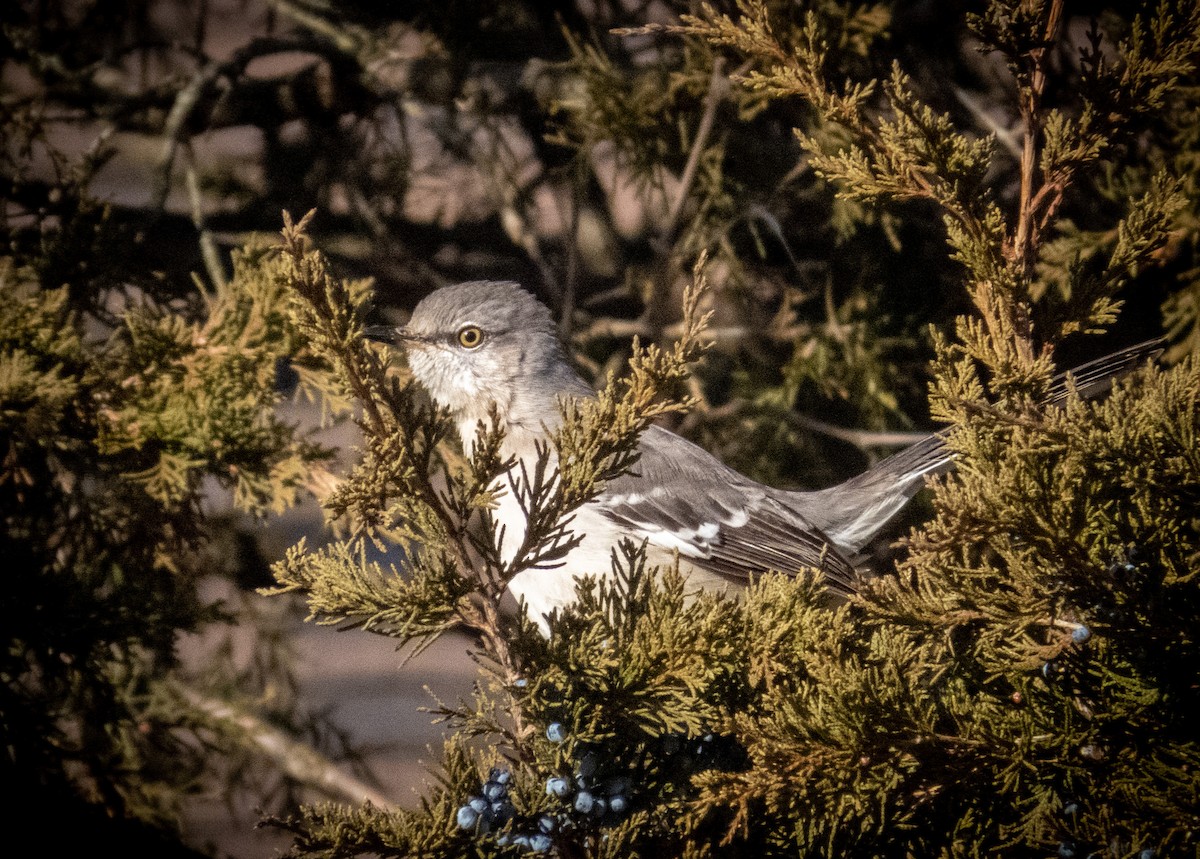 Northern Mockingbird - Rob Porter