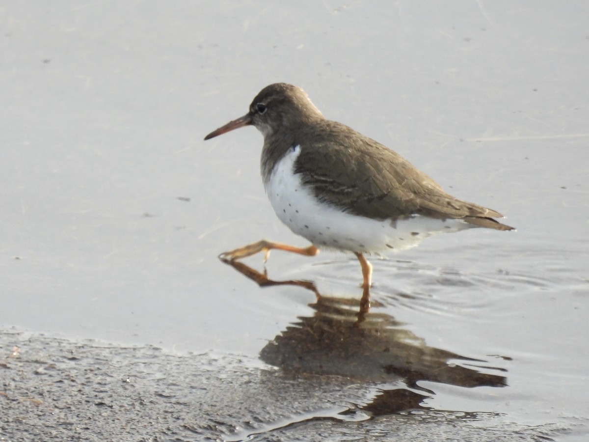 Spotted Sandpiper - ML613147938