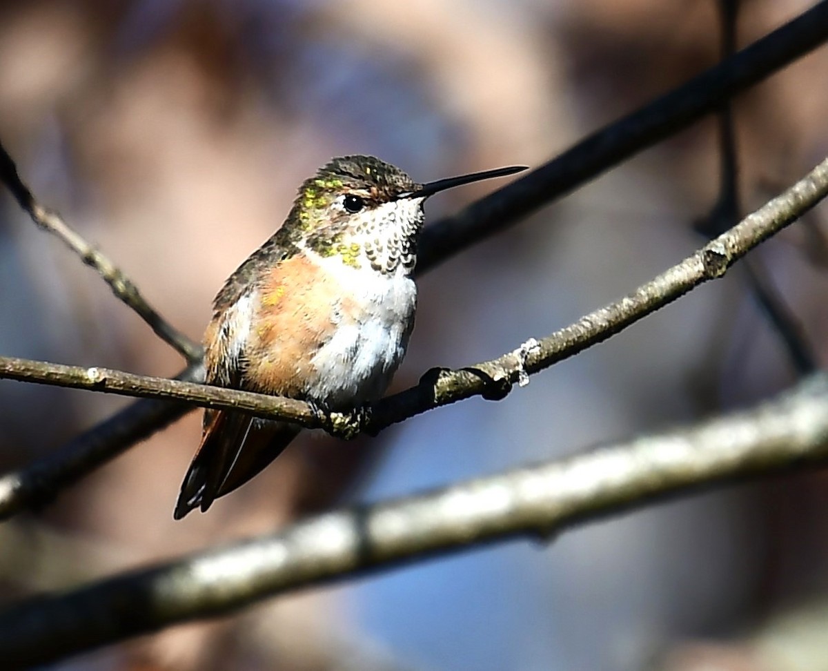 Rufous Hummingbird - ML613147960