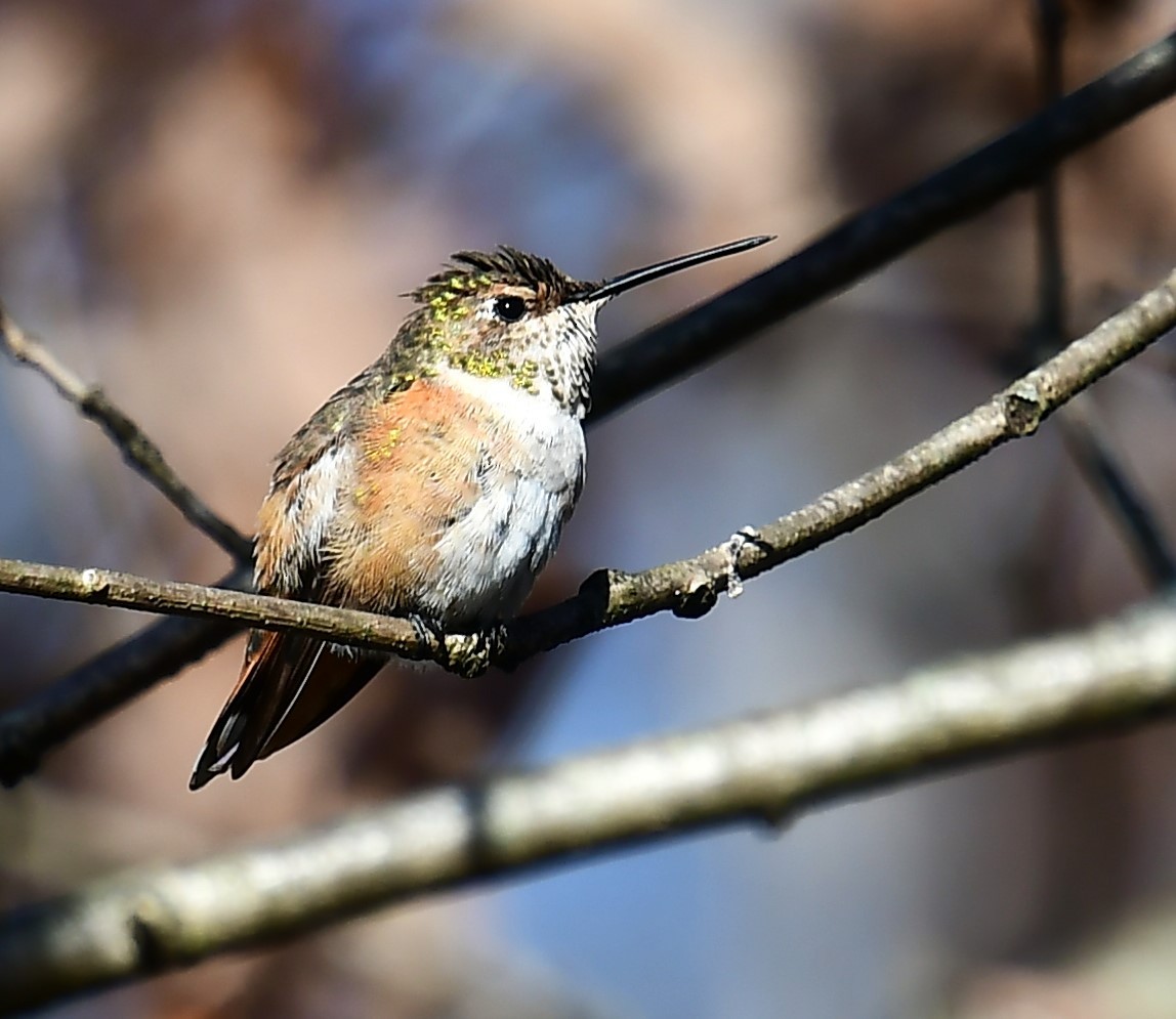 Rufous Hummingbird - MJ Heatherington