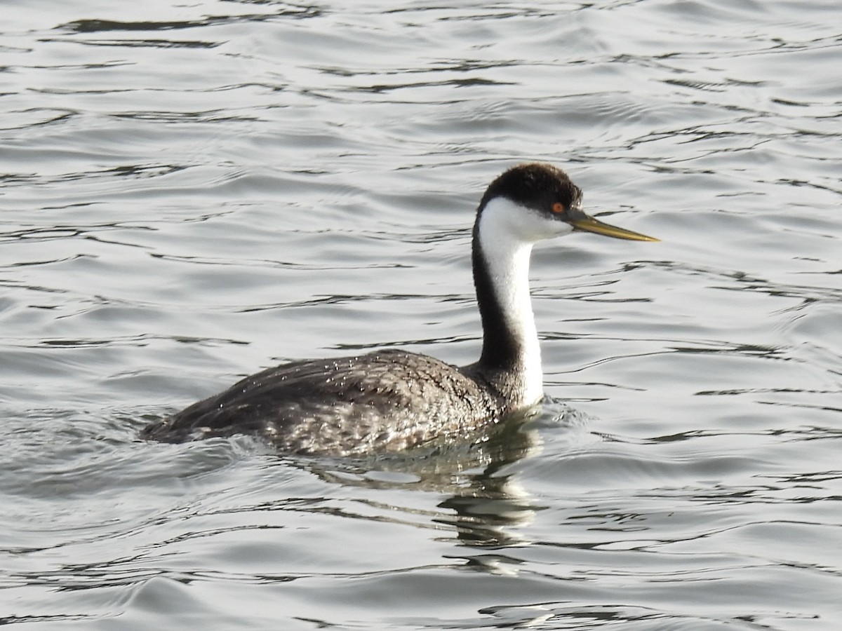 Western Grebe - ML613147991