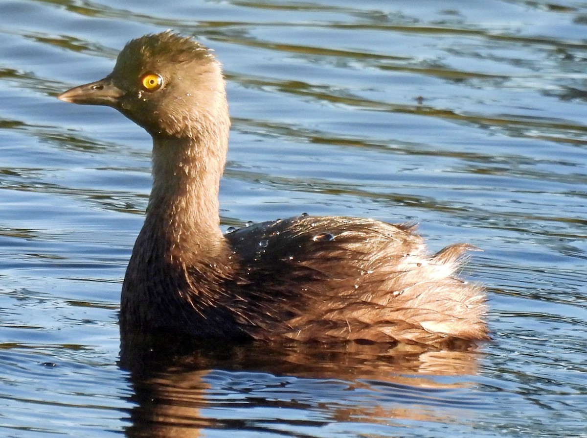 Least Grebe - ML613148035