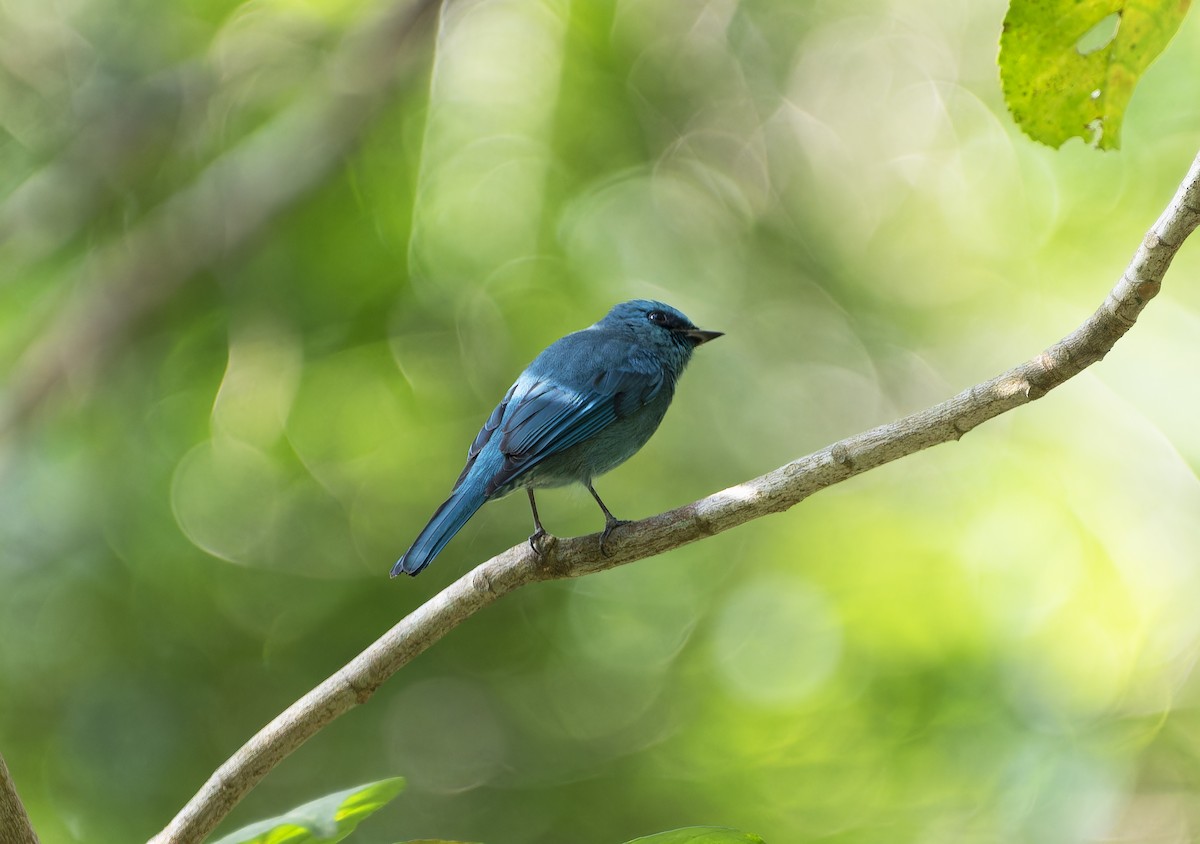 Verditer Flycatcher - ML613148067