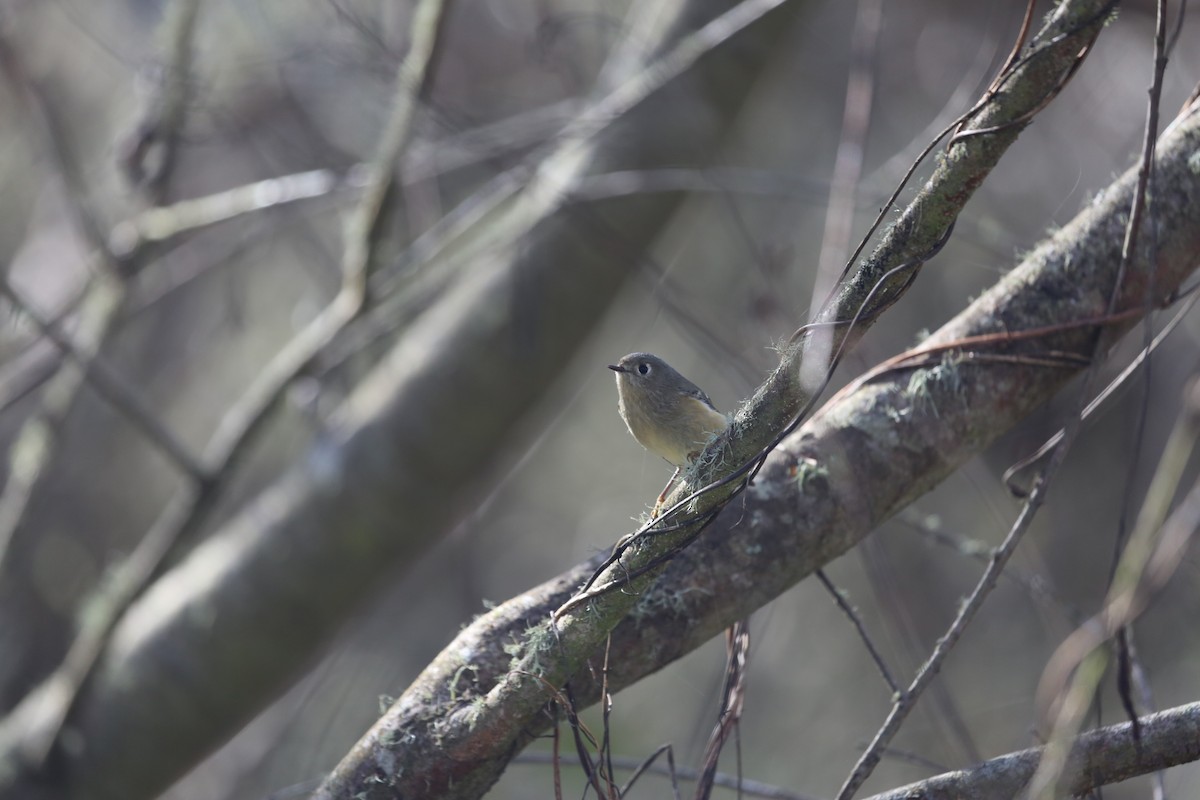 Ruby-crowned Kinglet - ML613148072