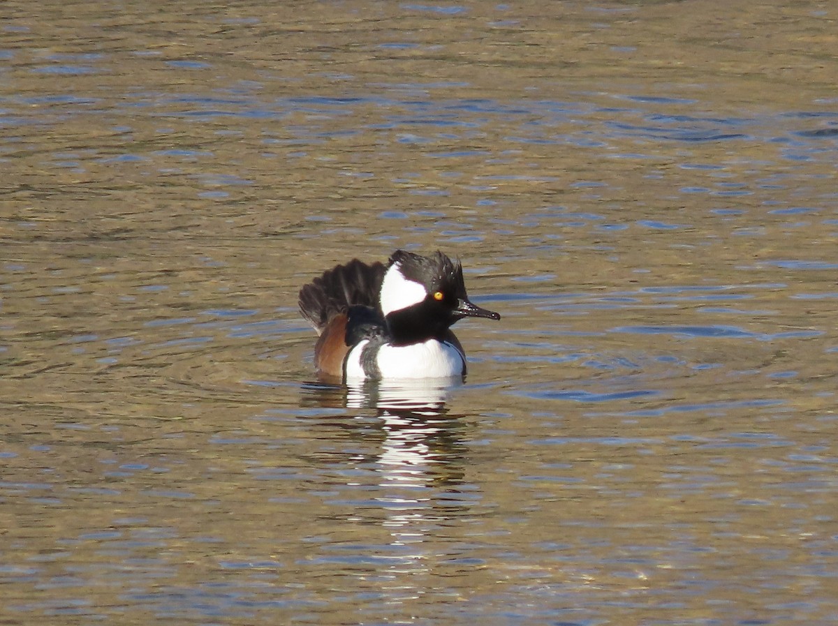 Hooded Merganser - ML613148200