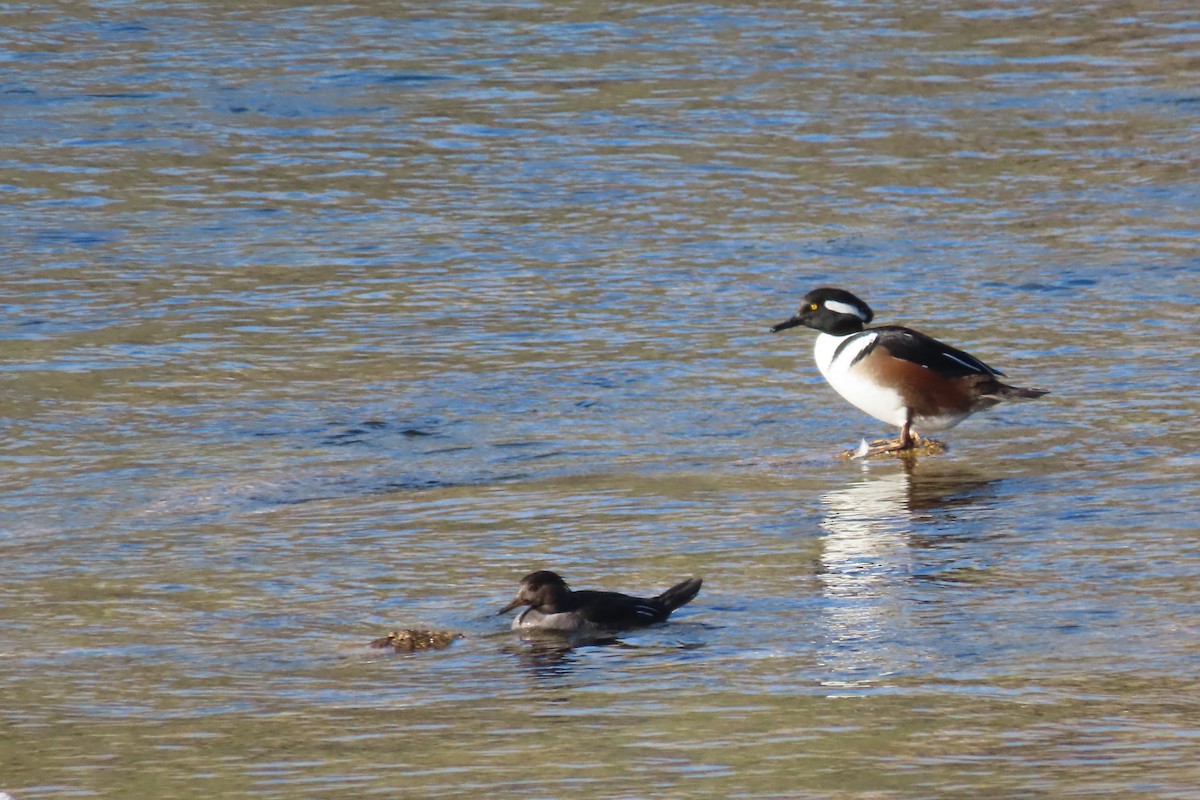 Hooded Merganser - ML613148201