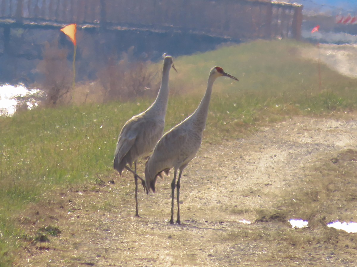 Sandhill Crane - ML613148212